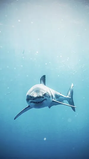 A White Shark Swimming In The Ocean Wallpaper
