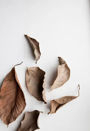 A White Table With Leaves On It Wallpaper