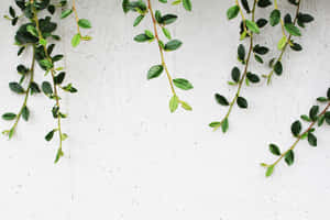 A White Wall With A Plant Hanging From It Wallpaper