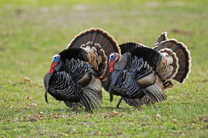 A Wild Eastern Turkey In Its Natural Habitat Wallpaper