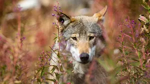 A Wolf In Sheep's Clothing Wallpaper