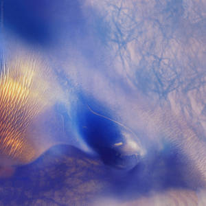 Abstract_ Blue_and_ Gold_ Texture Wallpaper