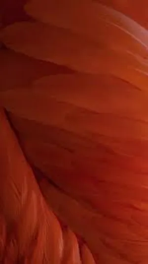 Abstract Orange Feather Pattern Wallpaper