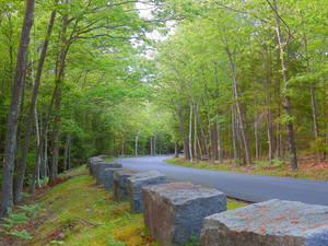 Acadia National Park Road Wallpaper