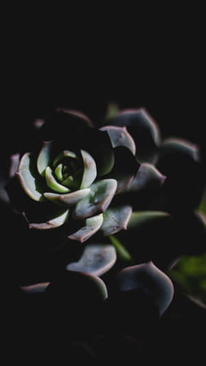 Add A Touch Of Life To Your Iphone With This Gorgeous Succulent Wallpaper. Wallpaper
