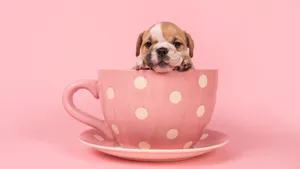 Adorable Baby English Bulldog In Pink Room Wallpaper