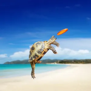 Adorable Baby Turtle Enjoying A Sunny Day Wallpaper