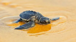 Adorable Baby Turtle On Its Journey Back To The Sea Wallpaper