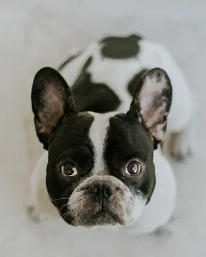 Adorable Black And White French Bulldog Looking Intrigued Wallpaper