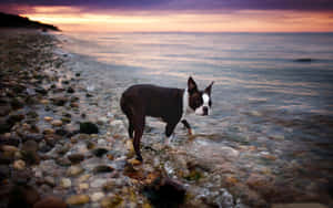 Adorable Boston Terrier Enjoying The Sun. Wallpaper