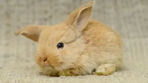 Adorable Brown Baby Bunny Wallpaper