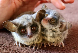 Adorable Bush Babies Cuddling Wallpaper