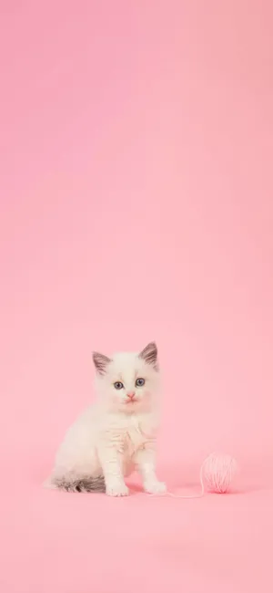 Adorable Cat Themed Phone Screen For Girly Style Wallpaper