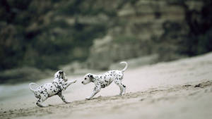 Adorable Dalmatian Puppies Engaged In Playful Frolic Wallpaper