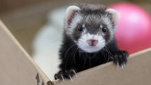 Adorable Ferret Exploring A Cardboard Box Wallpaper