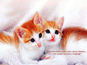 Adorable Friendship Quotes Wallpaper