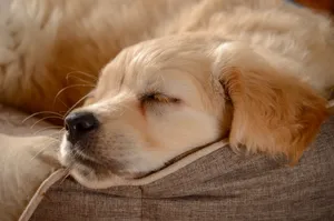 Adorable Golden Retriever Puppy Wallpaper