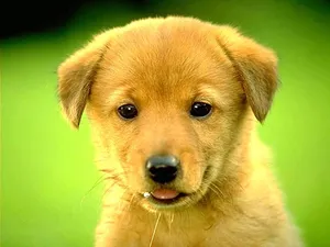 Adorable Golden Retriever Puppy Wallpaper