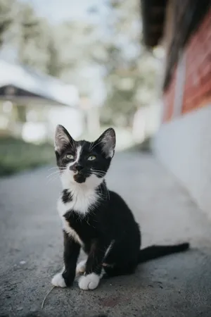 Adorable Kitten Playfully Roams On Pavement Wallpaper