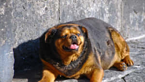 Adorable Overweight Dog Lounging At Home Wallpaper