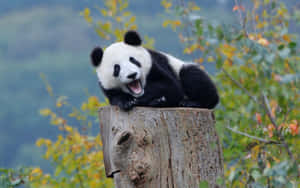 Adorable Panda Wallpaper On Laptop Screen Wallpaper