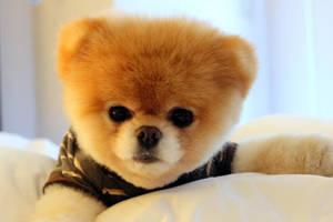 Adorable_ Pomeranian_in_ Clothes.jpg Wallpaper