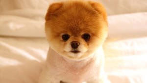 Adorable Pomeranian Puppy Hd Wallpaper