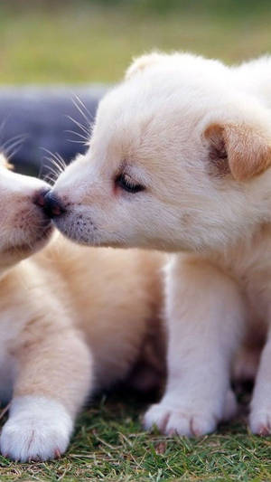 Adorable Puppies Kissing Mobile Wallpaper