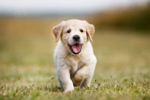 Adorable Puppy Joyfully Running Outdoors Wallpaper