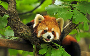 Adorable Snap Of Red Panda Laptop Wallpaper