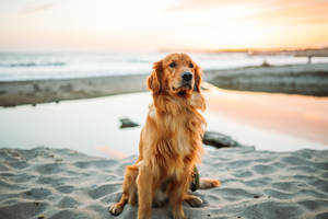 Adult Dog Sitting On White Sand Near Seashore Wallpaper