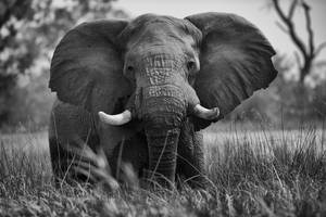 Adult Elephant At The Field Wallpaper