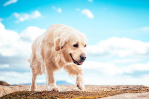 Adult Golden Retriever Beach Wallpaper