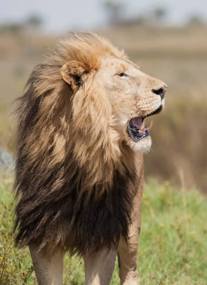 Adult Lion On Grass Field Wallpaper