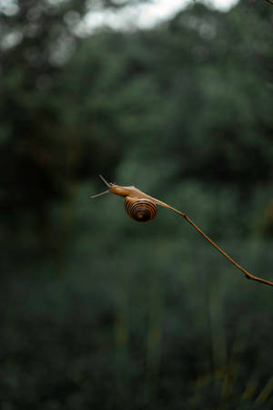 Adventurous Brown Snail Wallpaper