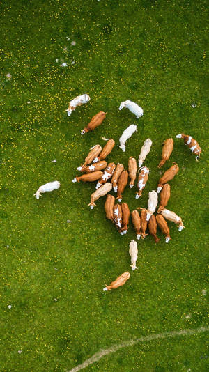 Aerial Photo Of Cow Animals On A Farm Wallpaper