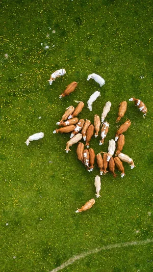 Aerial Photo Of Cow Animals On A Farm Wallpaper