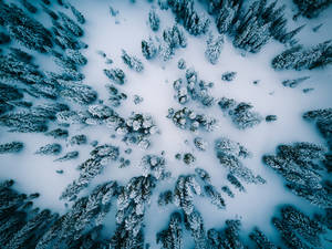 Aerial View Of Snow Covered Pine Trees Wallpaper