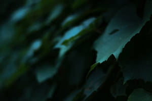 Aesthetic Art Dark Green Leaves Wallpaper