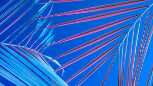 Aesthetic Blue Palm Leaves Wallpaper