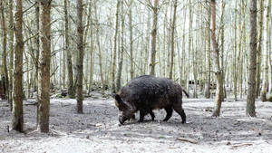 Aesthetic Central European Wild Boar Wallpaper