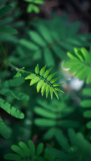 Aesthetic Chromebook Green Leaves Wallpaper