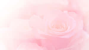 Aesthetic Computer Light Pink Blooming Rose Wallpaper
