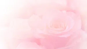 Aesthetic Computer Light Pink Blooming Rose Wallpaper