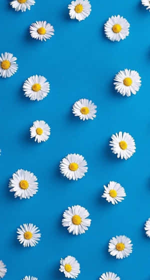 Aesthetic Daisy Blue Flat Lay Wallpaper