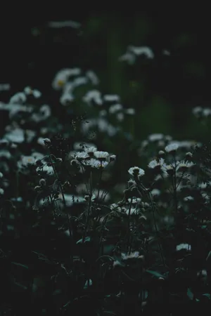 Aesthetic Flower Field In Dark Wallpaper