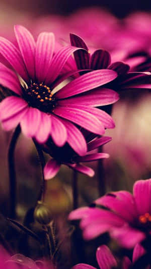 Aesthetic Flowers Black And Pink Iphone Wallpaper
