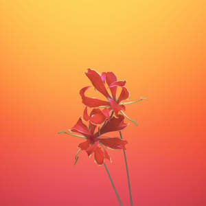 Aesthetic Gloriosa Orange Phone Wallpaper