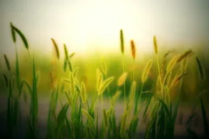 Aesthetic Hijau Grass Wallpaper