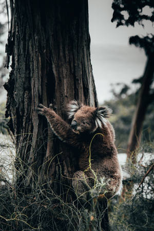 Aesthetic Koala In Tree Wallpaper